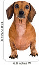 Little Dachshund Dog Wall Decal