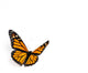 Monarch Butterfly White Wall Decal