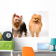 Spitz and Terrier Studio Wall Decal