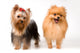 Spitz and Terrier Studio Wall Decal