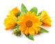 Yellow Calendula Flower Wall Decal