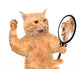 Vain Cat Wall Decal