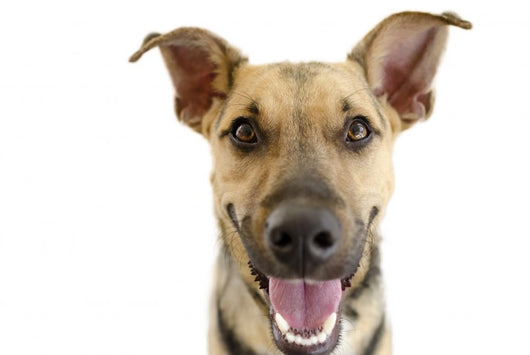 Happy Dog Face Wall Decal