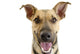 Happy Dog Face Wall Decal