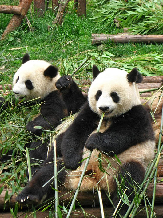 China Sichuan Giant Panda Vertical Wall Decal