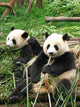 China Sichuan Giant Panda Vertical Wall Decal