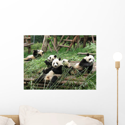 China Sichuan Giant Panda Wall Decal