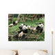 China Sichuan Giant Panda Wall Decal