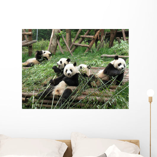 China Sichuan Giant Panda Wall Decal