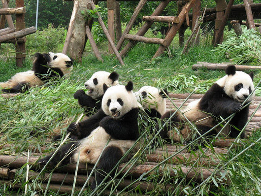 China Sichuan Giant Panda Wall Decal