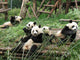 China Sichuan Giant Panda Wall Decal