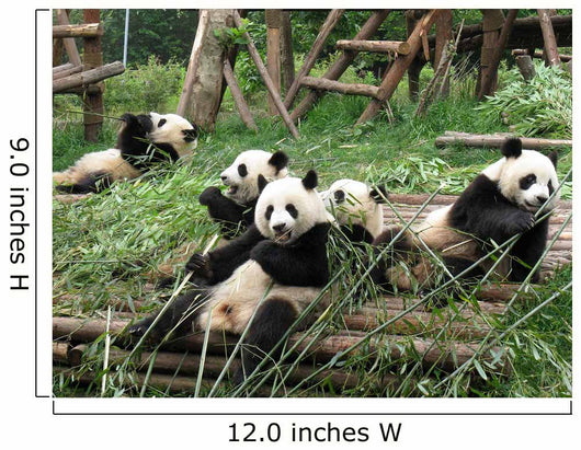China Sichuan Giant Panda Wall Decal