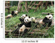 China Sichuan Giant Panda Wall Decal
