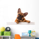 French Bulldog Puppy Wall Decal