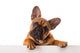 French Bulldog Puppy Wall Decal