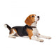 Beagle Dog White Wall Decal