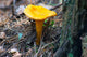 Mushroom Chanterelle Wall Decal
