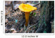 Mushroom Chanterelle Wall Decal