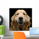 Golden Retriever Wall Decal