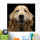 Golden Retriever Wall Decal