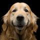Golden Retriever Wall Decal