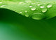 Water Plant Leaf Wall Decal