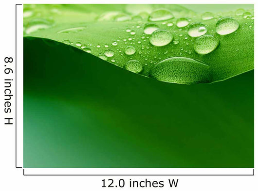 Water Plant Leaf Wall Decal