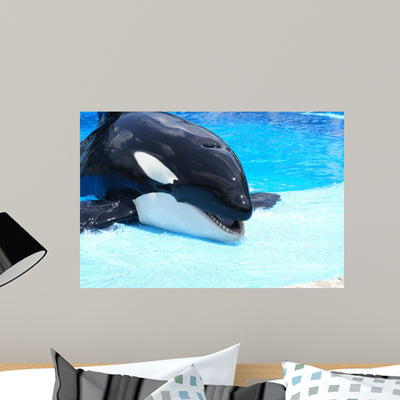Killer Whale Wall Decal shown on a wall