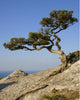 Crimea Coast Black Sea Wall Decal