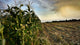 Corn Field Half Harvested Wall Decal