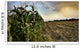 Corn Field Half Harvested Wall Decal