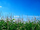 Corn Field Wall Decal
