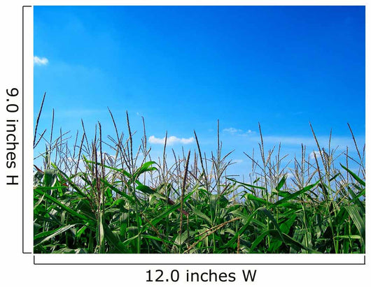 Corn Field Wall Decal