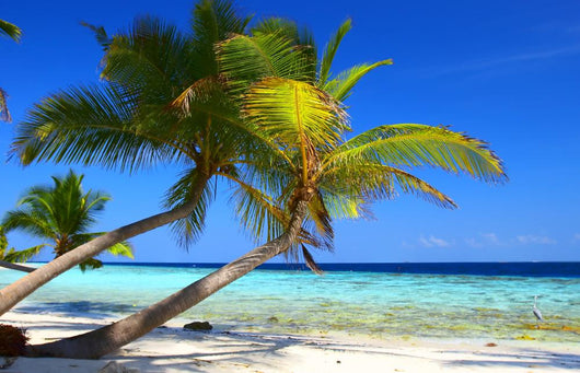 Phenomenal Beach Palm Trees Wall Decal