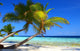 Phenomenal Beach Palm Trees Wall Decal