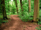 Unpaved Road Forest Wall Decal