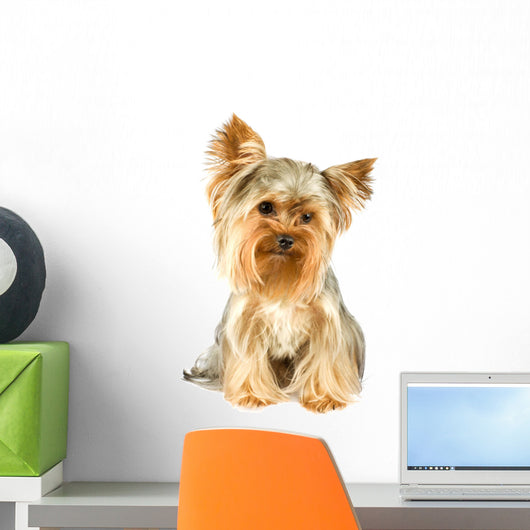 Purebred Dog Yorkshire Terrier Wall Decal