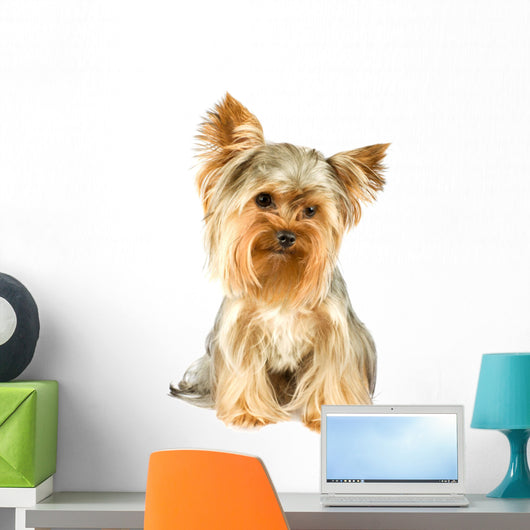 Purebred Dog Yorkshire Terrier Wall Decal