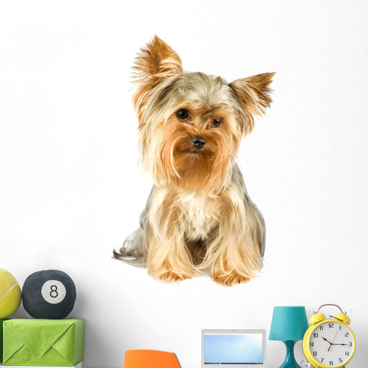 Purebred Dog Yorkshire Terrier Wall Decal
