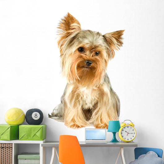 Purebred Dog Yorkshire Terrier Wall Decal