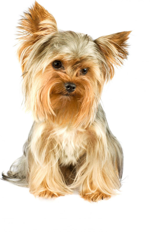Purebred Dog Yorkshire Terrier Wall Decal