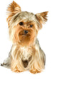 Purebred Dog Yorkshire Terrier Wall Decal
