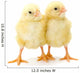 Pair Newborn Yellow Chickens Wall Decal