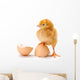 Newborn Brown Chicken Standing Wall Decal