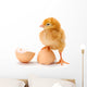 Newborn Brown Chicken Standing Wall Decal