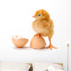 Newborn Brown Chicken Standing Wall Decal