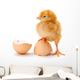 Newborn Brown Chicken Standing Wall Decal