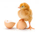 Newborn Brown Chicken Standing Wall Decal
