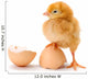 Newborn Brown Chicken Standing Wall Decal