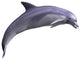Leaping Dolphin Wall Decal